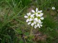 Saxifraga bulbifera